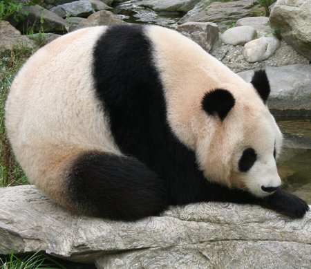 fat panda game